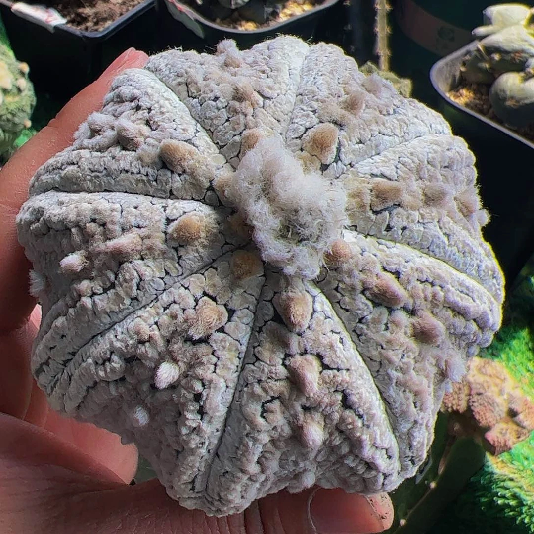 无花朵浓白海星兜027