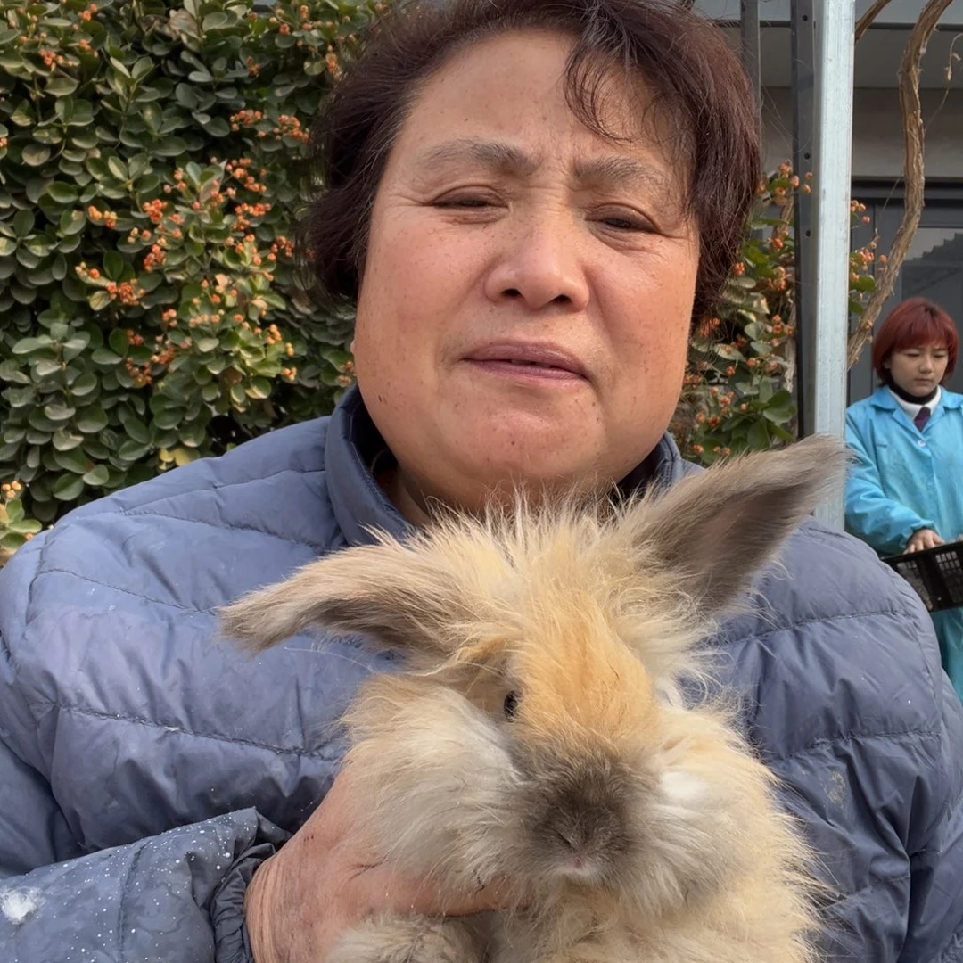 宠物兔英系安哥拉兔