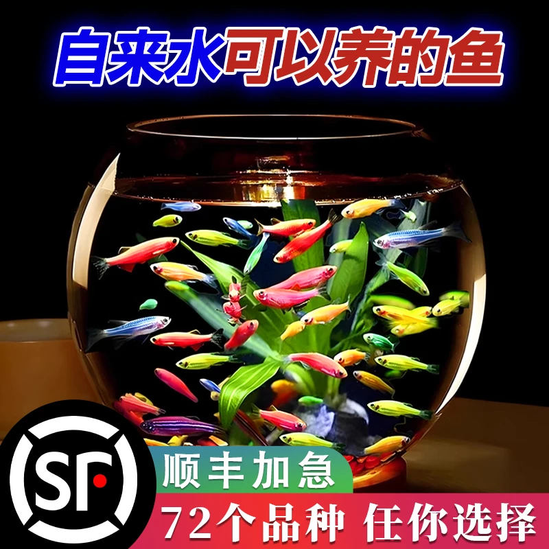 好养耐活斑马鱼热带观赏鱼孔雀鱼红绿灯鱼淡水金鱼苗小型灯科小鱼