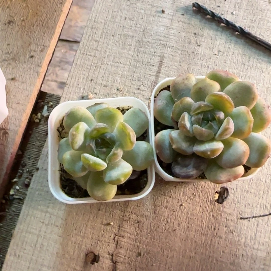 红恋盆一个满25包邮