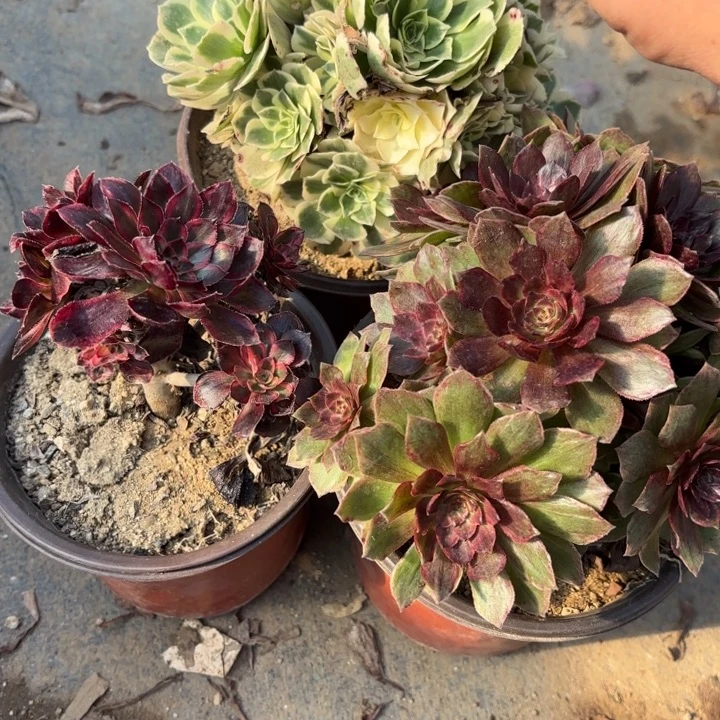 3颗多肉处理不包断头688