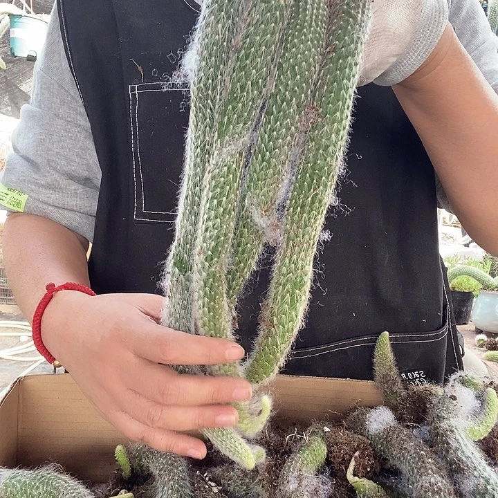 4颗九尾狐，30厘米左右脱土