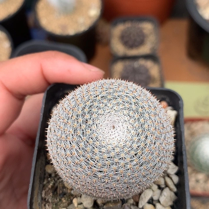 实生雪娟仙人球专拍链接