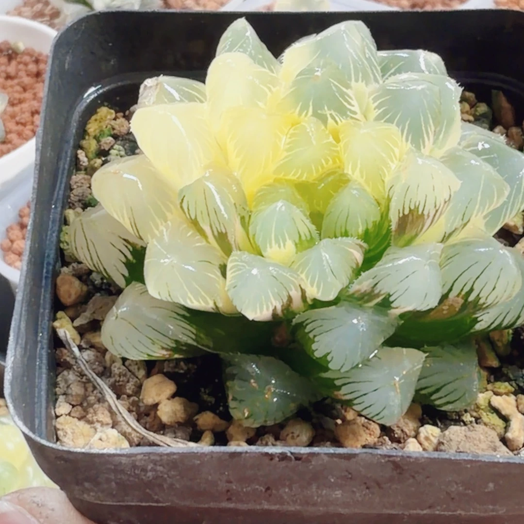 十二卷实生冰灯锦福利