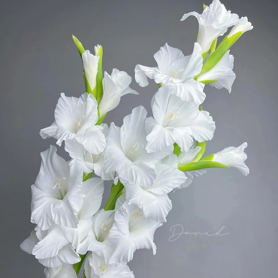 5支步步高剑兰 颜色随机 贵港可拍 两小时内送达