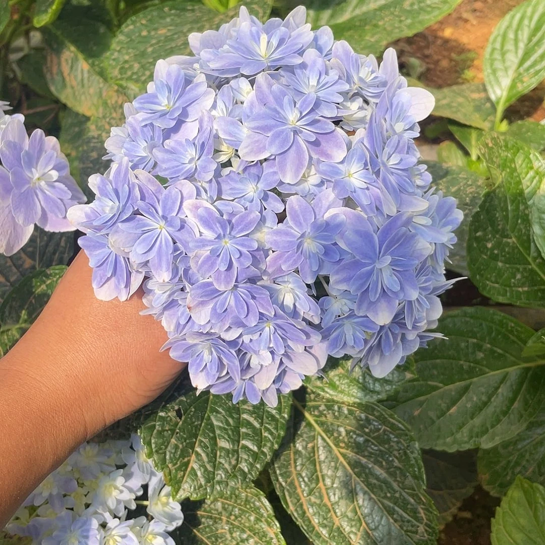 绣球切花一物一拍3枝起包邮，104