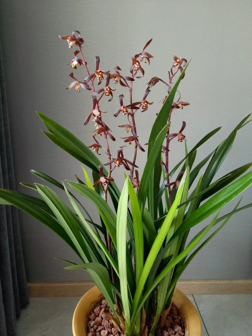 云南花卉兰花（自选链接）好看奇花艺草多花好养多苗