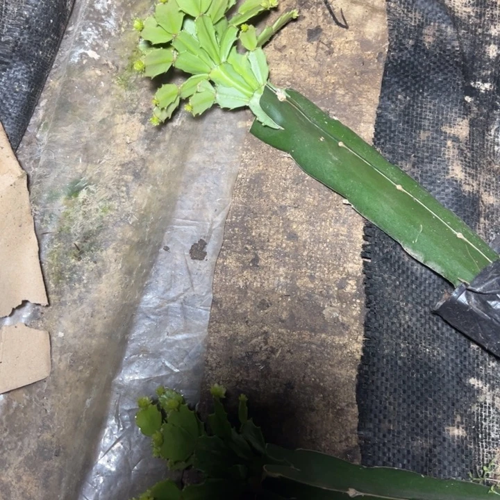 瑞***活050嫁接多叶片小苗一颗25