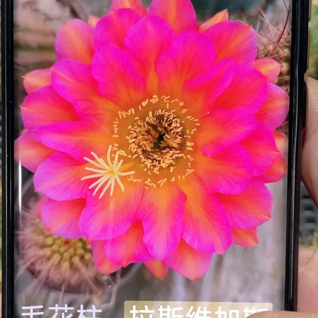 毛 拉斯维加斯侧芽 歪 满20包邮5公分以上