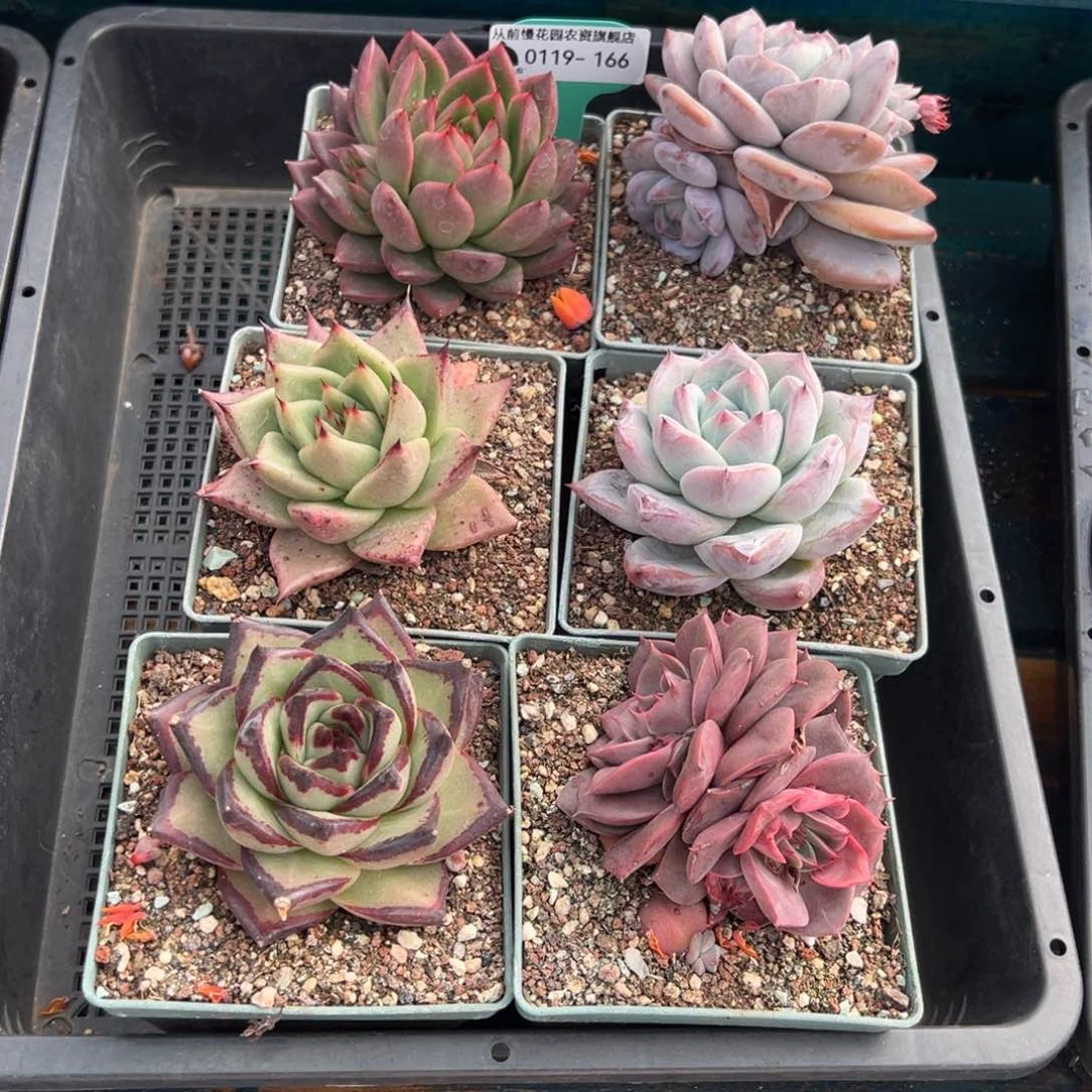 从前慢多肉精选编号0119.166