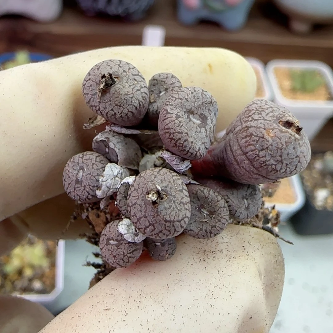 174康普提杂交福利