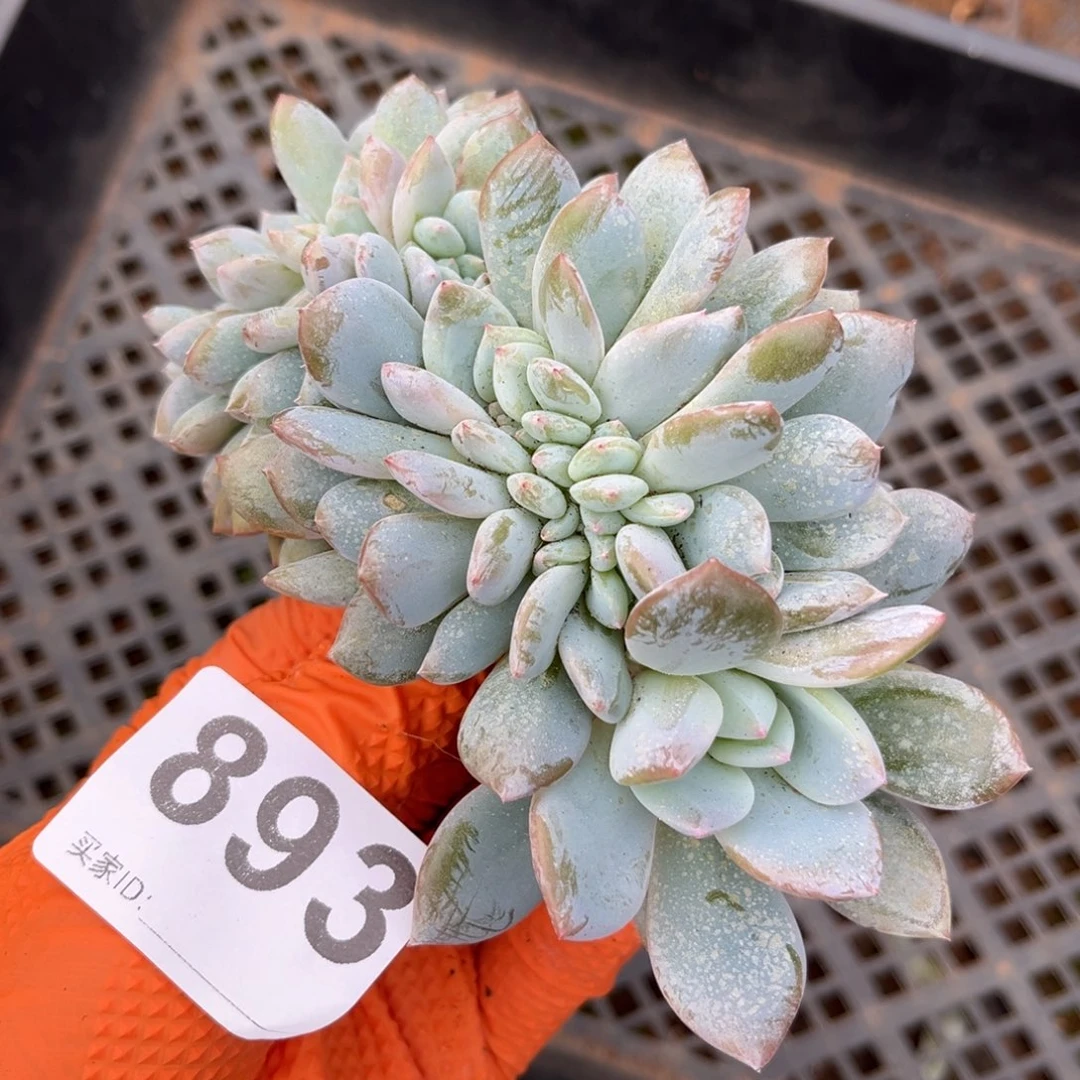 893号新疆西藏内蒙古不包邮