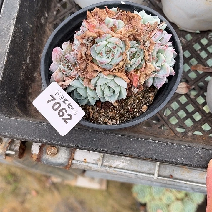 阿雅园艺。       7062天鹅绒