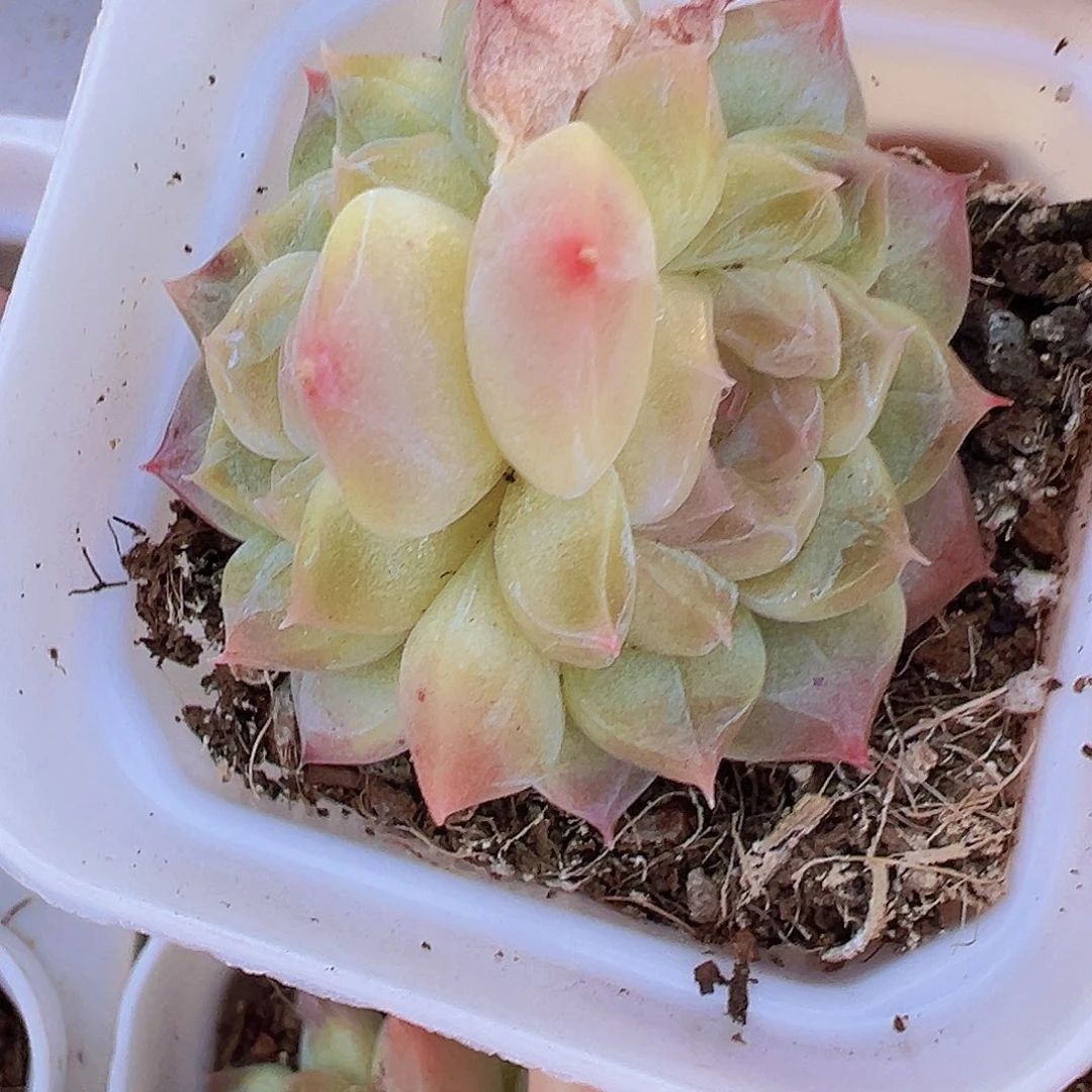 冰雪珍妮双头19包邮