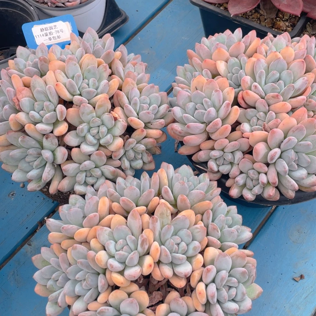 1114-78-手捧花香水母本一颗