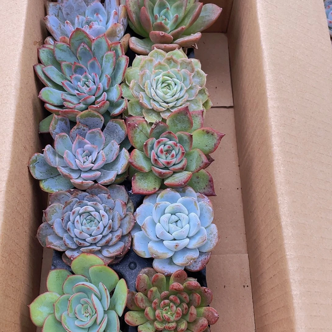 10颗-2号约4-5厘米