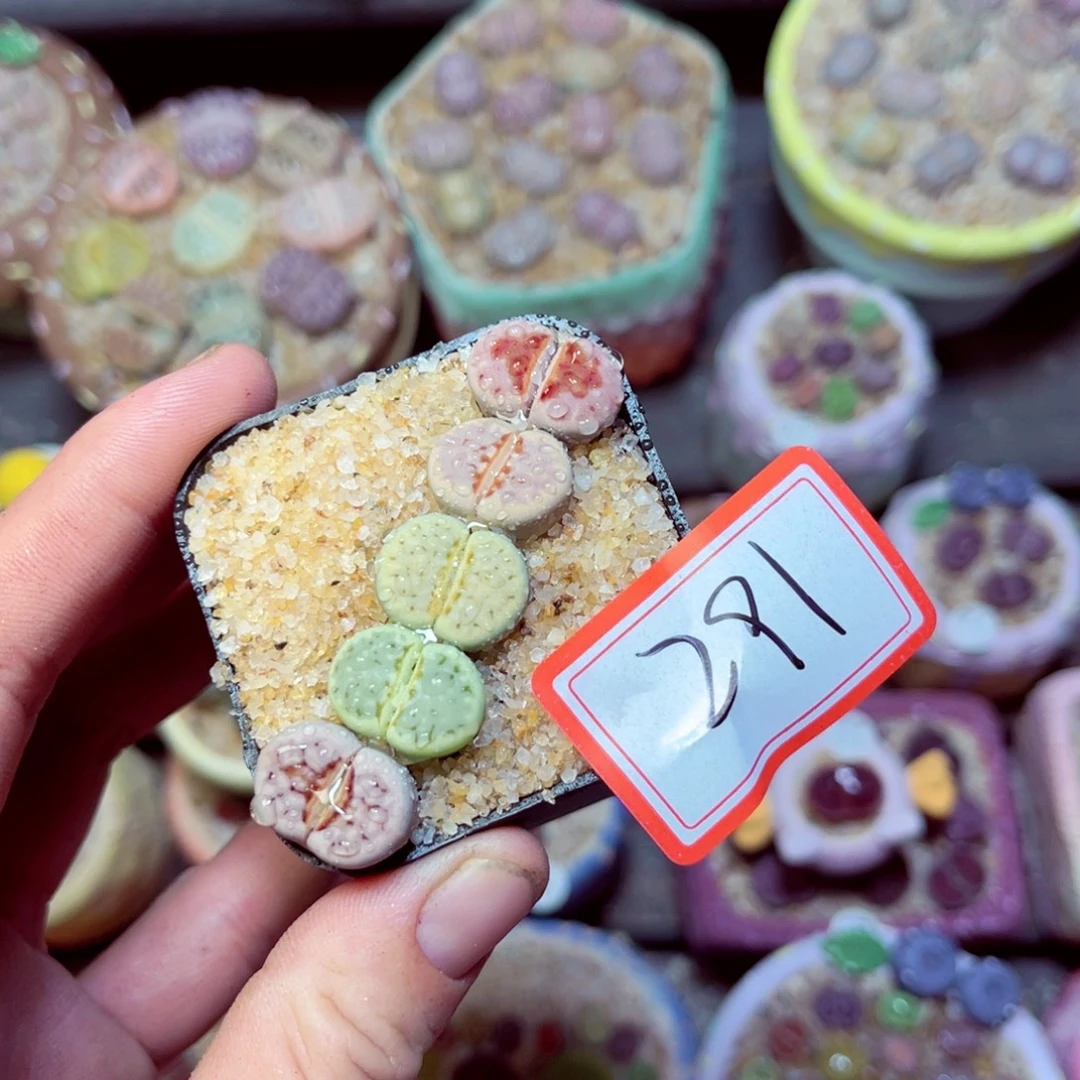291生石花带盆发1