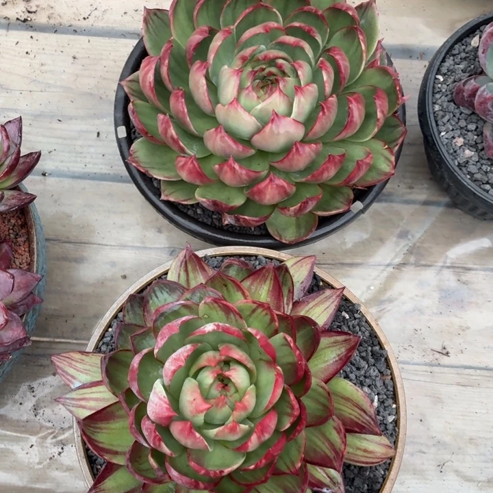 深***兰多肉植物惊鸿仙子-4