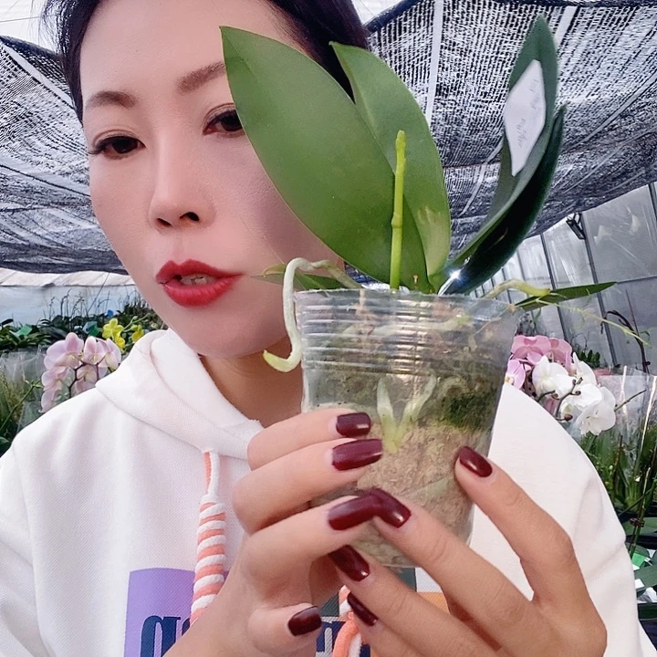 无花朵三太子蝴蝶兰