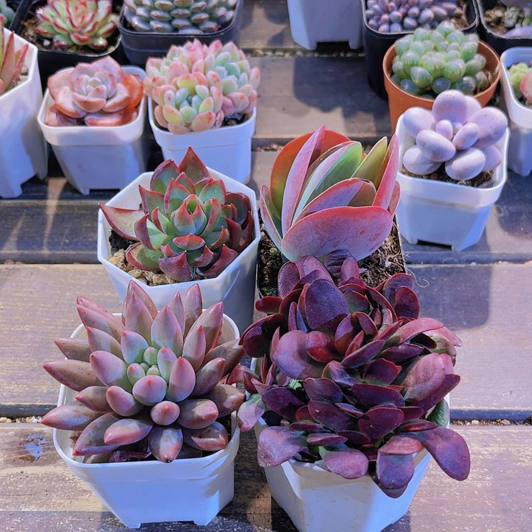 惊鸿。唐印。紫碟。蜻蜓