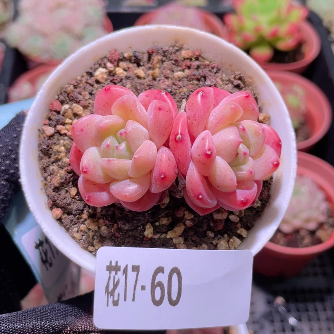 花利美17-60刚毅双头