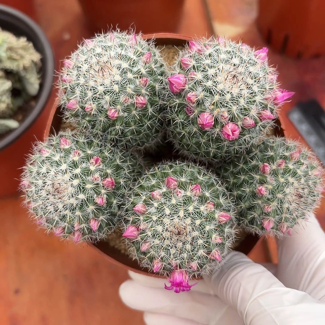 小***8玉翁仙人球1234566