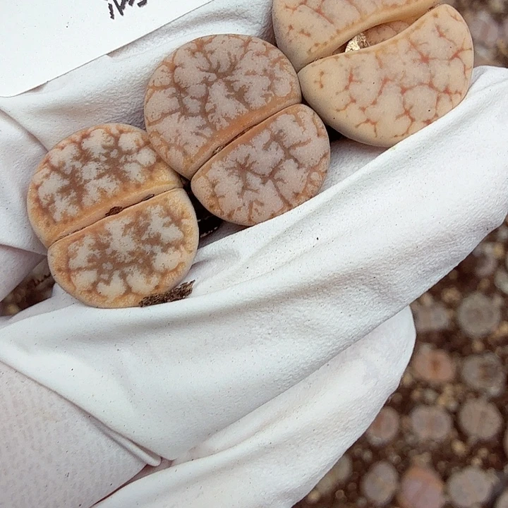 好喜欢看肖蘸在线采访哈哈313这个