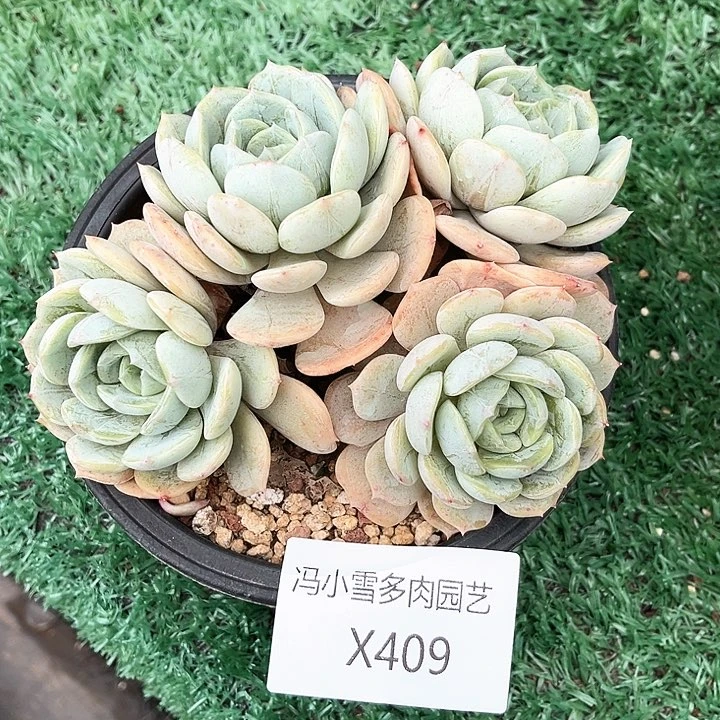 我是你的小可爱呀我是我是