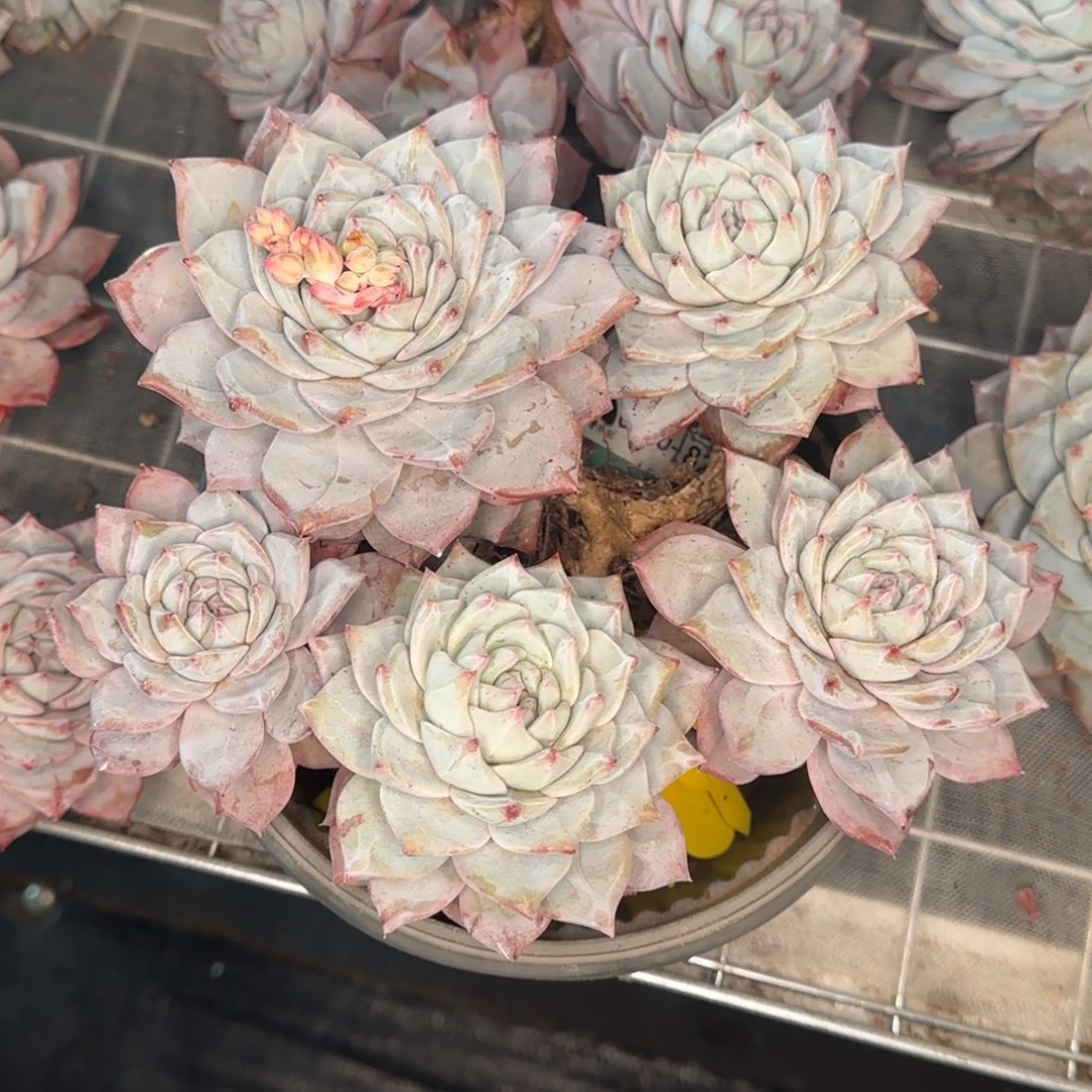 从前慢花园精选多肉粉蓝鸟