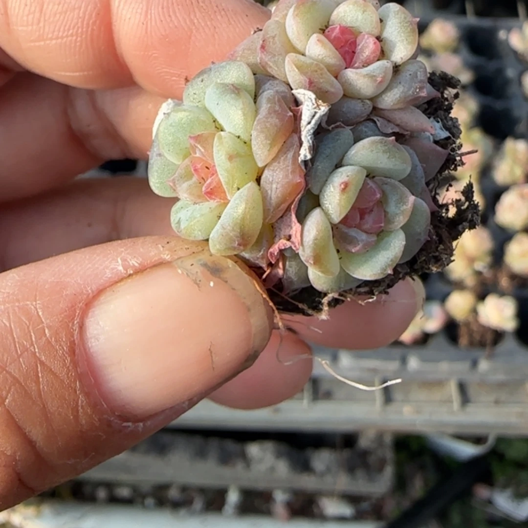 多肉小卡拉米糖心一物一拍