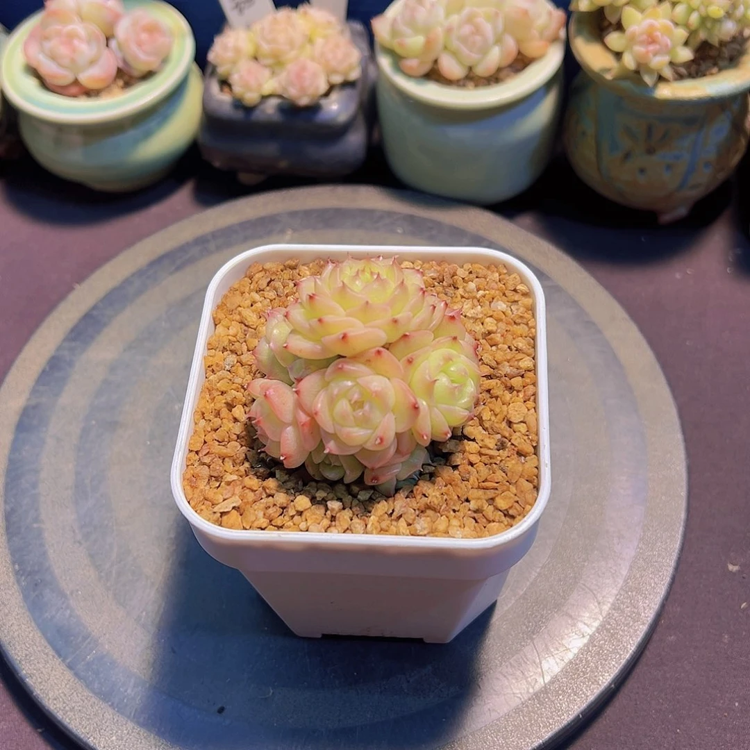 L****a宝子珍妮，带盆发货，