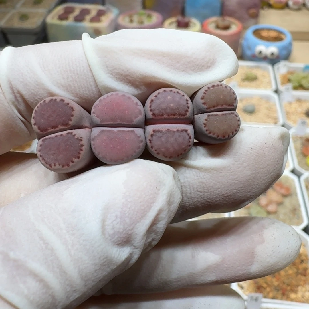 社****～0206-21紫饼干干