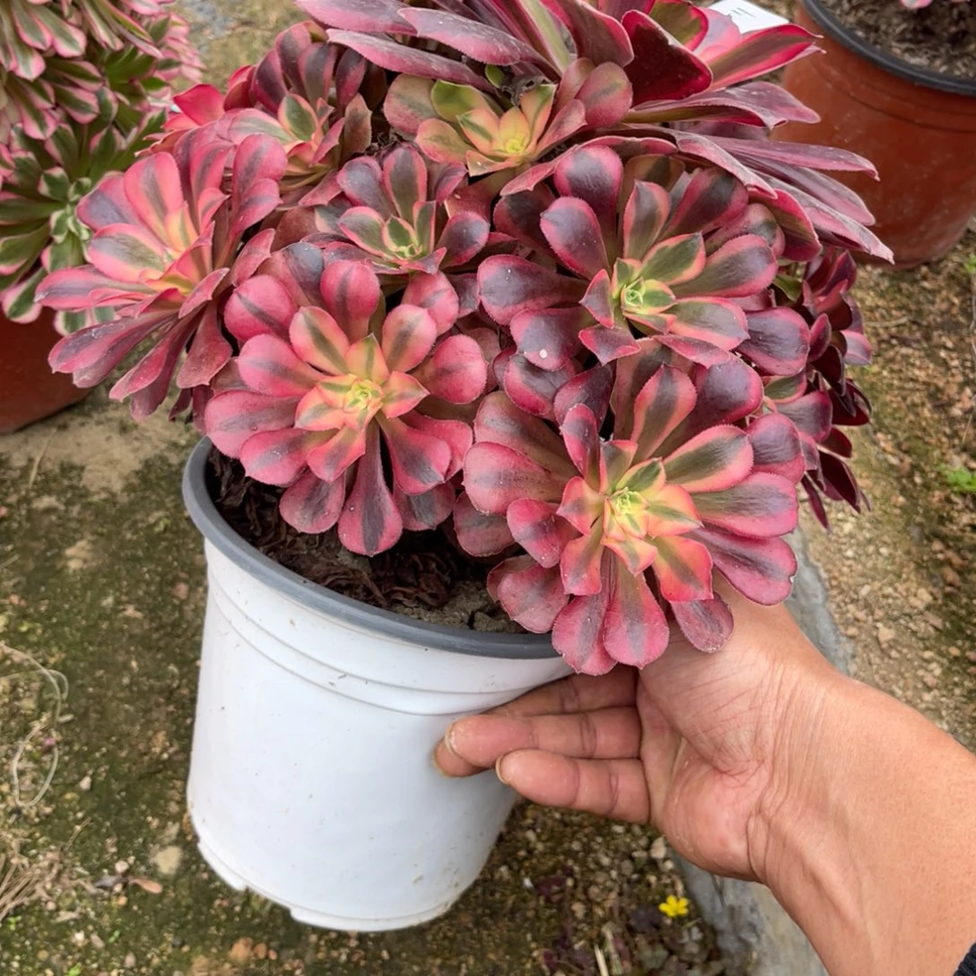 11-15-11美杜莎法师锦