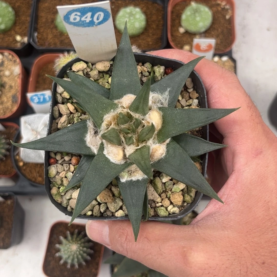 640实生龙牙牡丹带盆带土