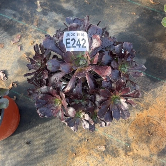 242黑元叶不包断枝