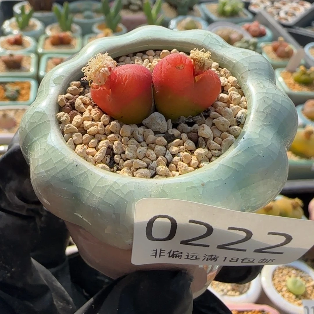 0222--一物一拍 带盆 水蜜桃1430.5