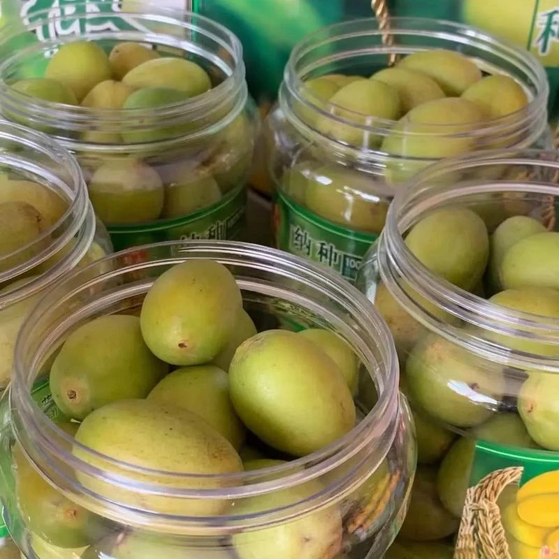 金灶本地老纵纳种橄榄，软香饱汁甘香回甘无渣