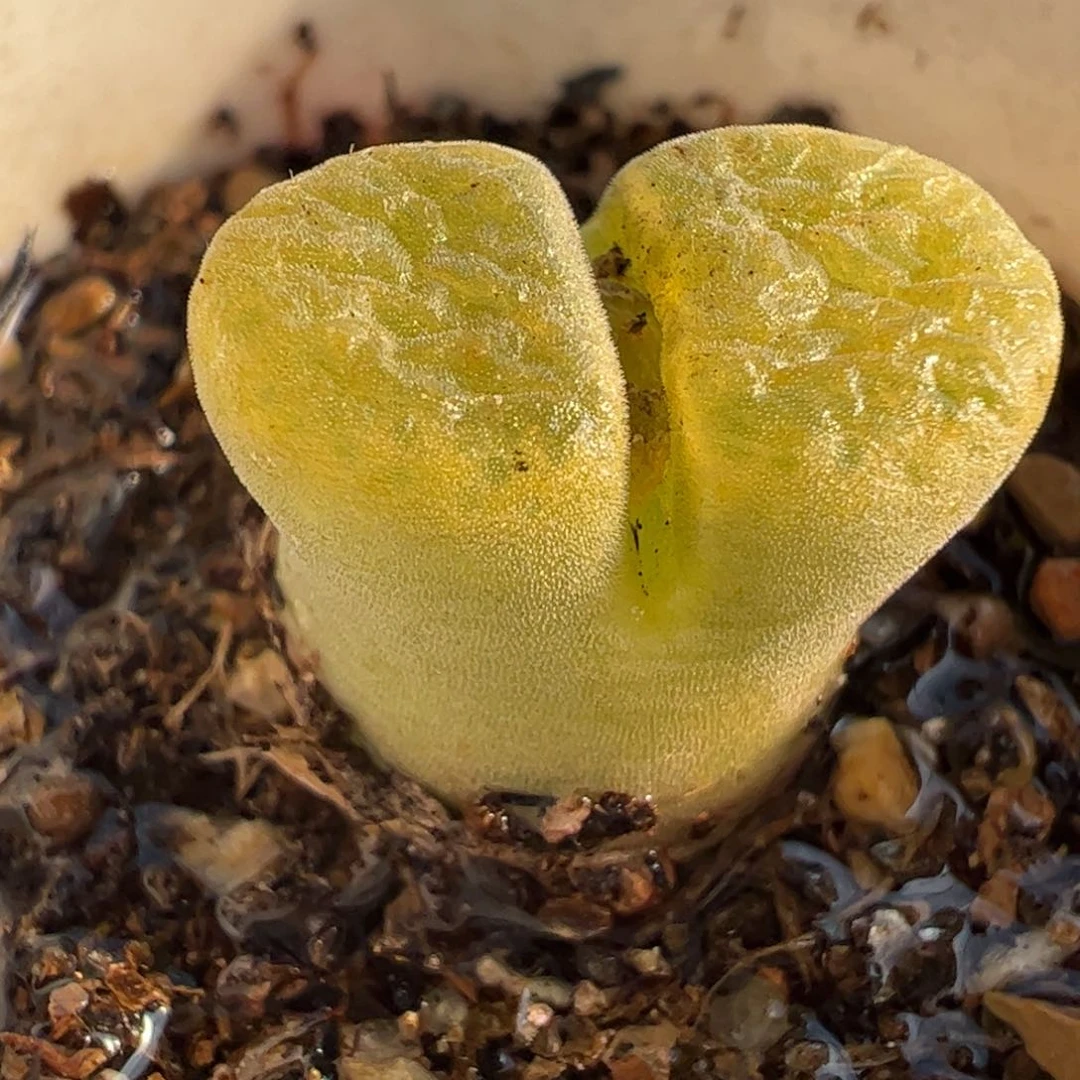 04.13多肉植物百科