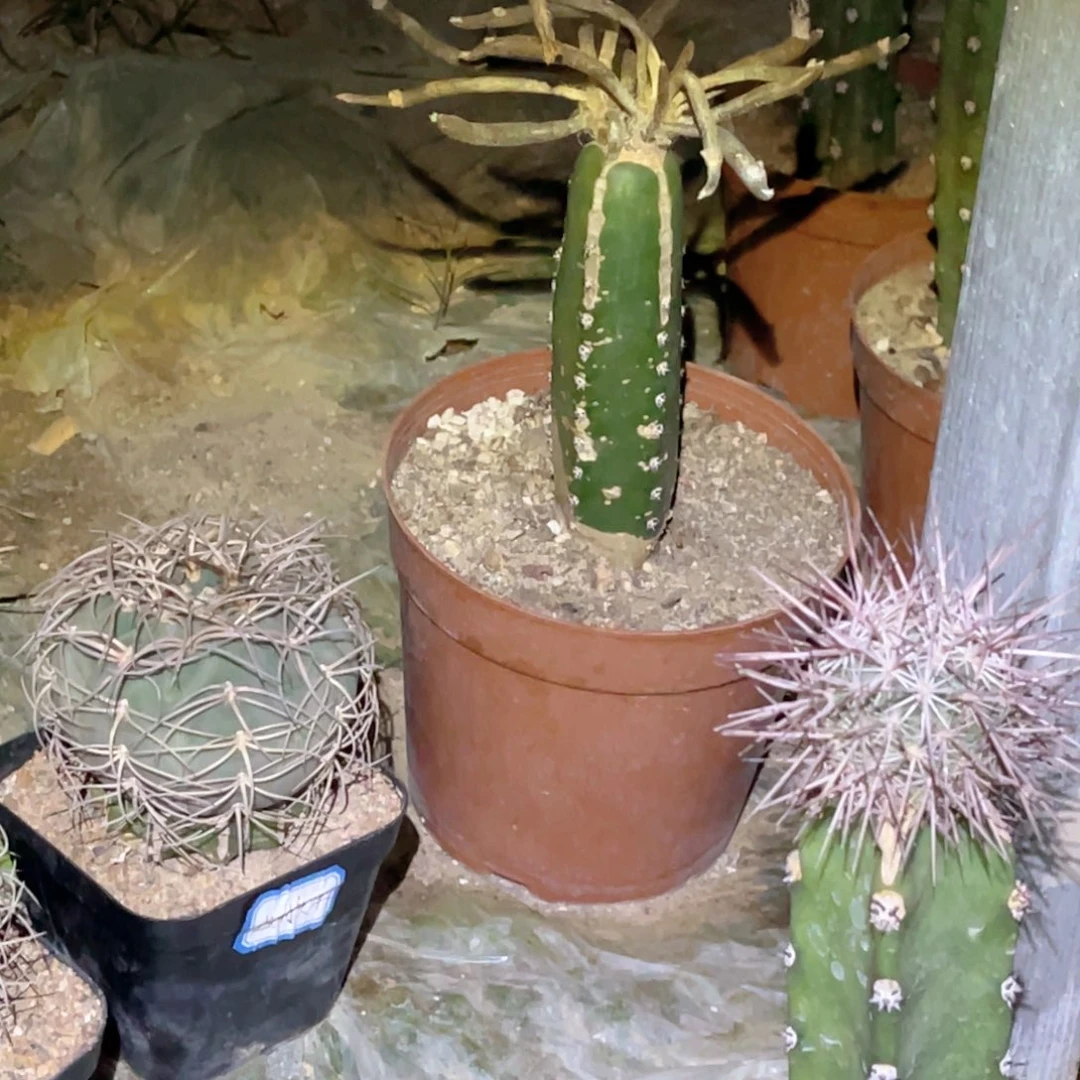 河***姐美杜莎 脱土脱盆摘花满20包邮