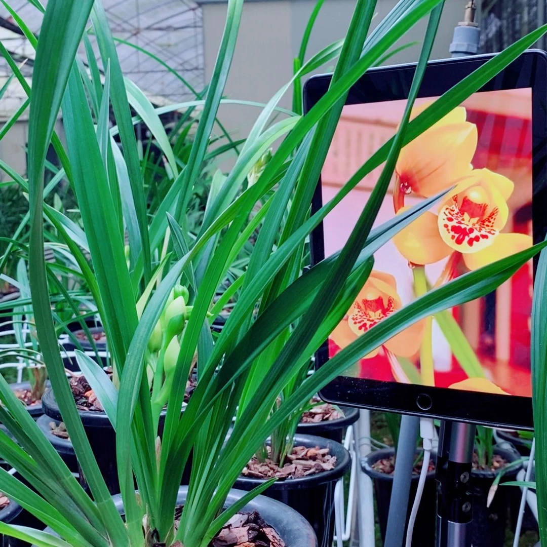 大部分花苞少量开放