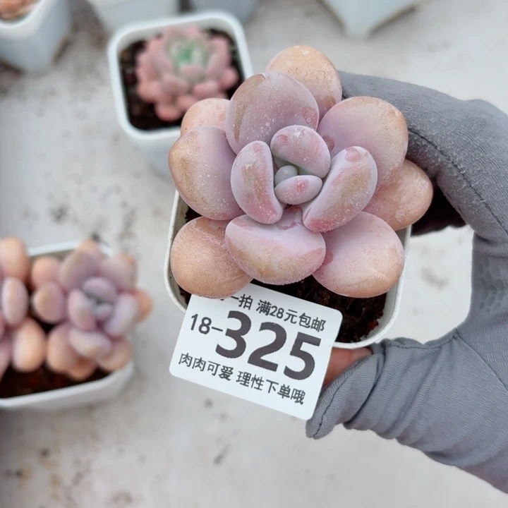 粉兔无盆土发货多肉多