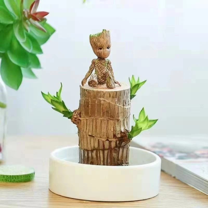 正宗巴西木带芽发货水培植物盆栽阳台养护绿植四级开花好养活室内