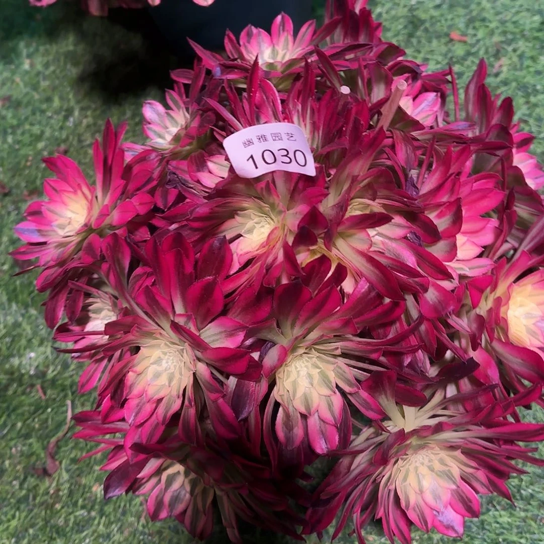 多肉植物天和1030