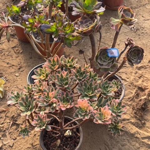 320多肉植物组合，