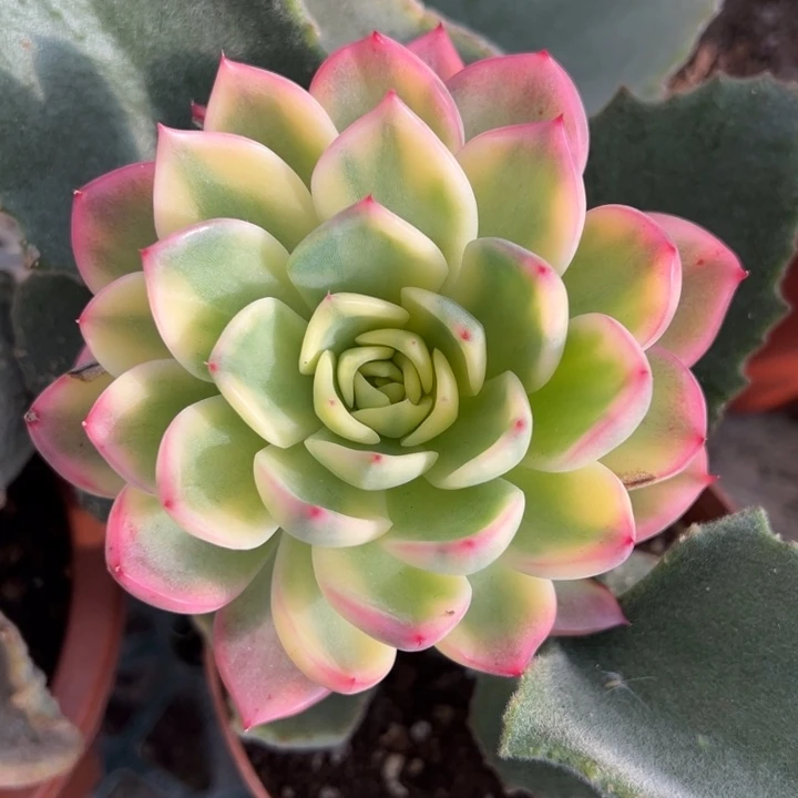 福洛瑞安娜锦一物一拍锦龙