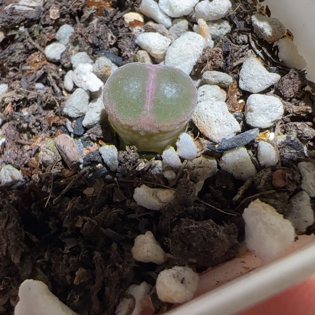 肉锥多肉植物百科-安格1311