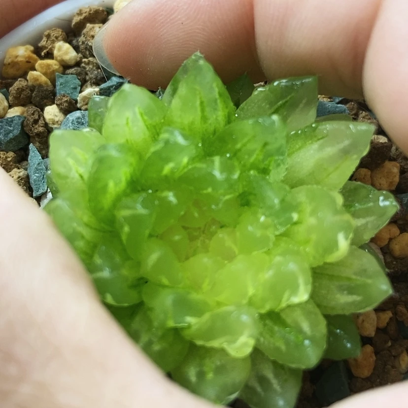 【闪购商品】冰晶31