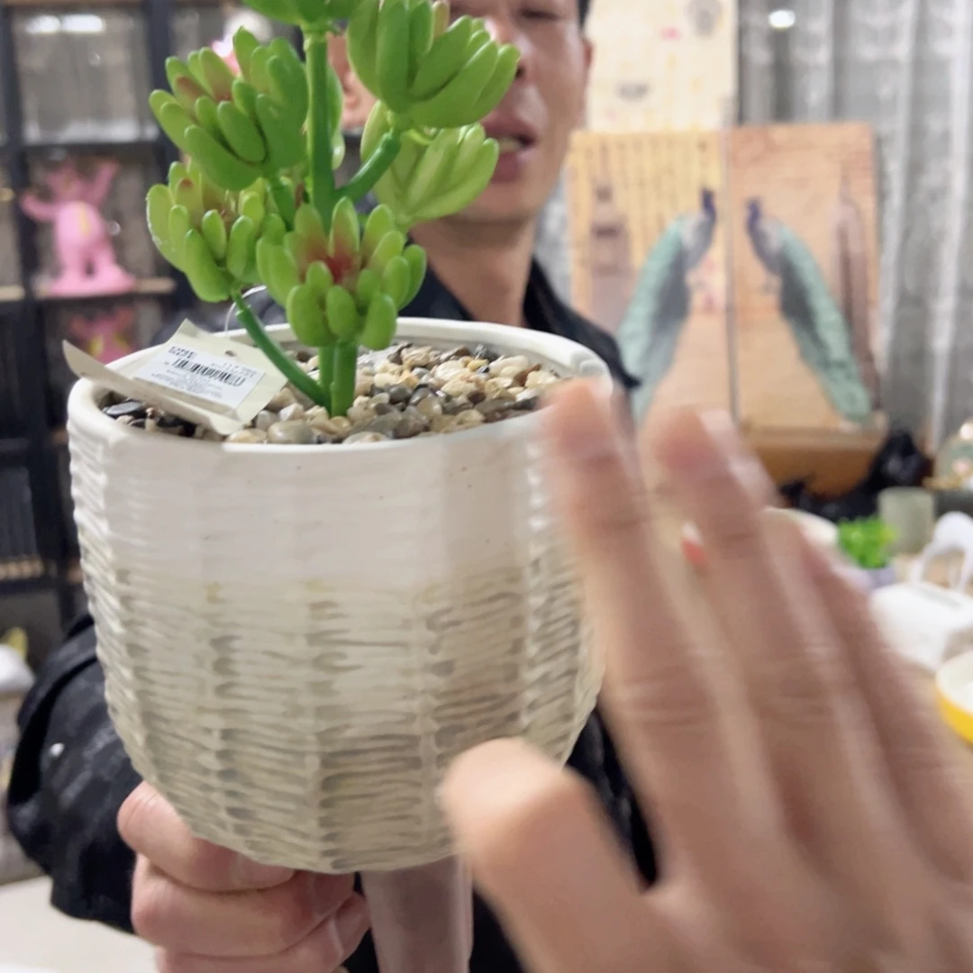 红陶红陶红陶红陶多肉