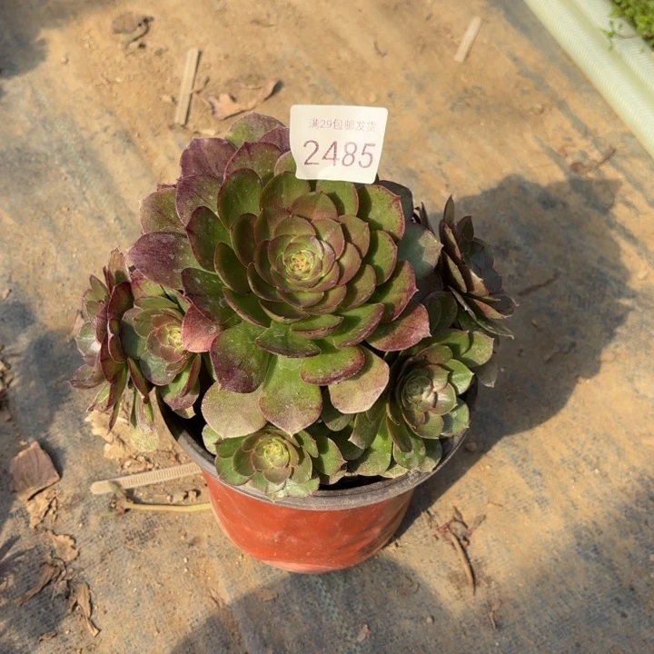 万圣节多肉法师2485