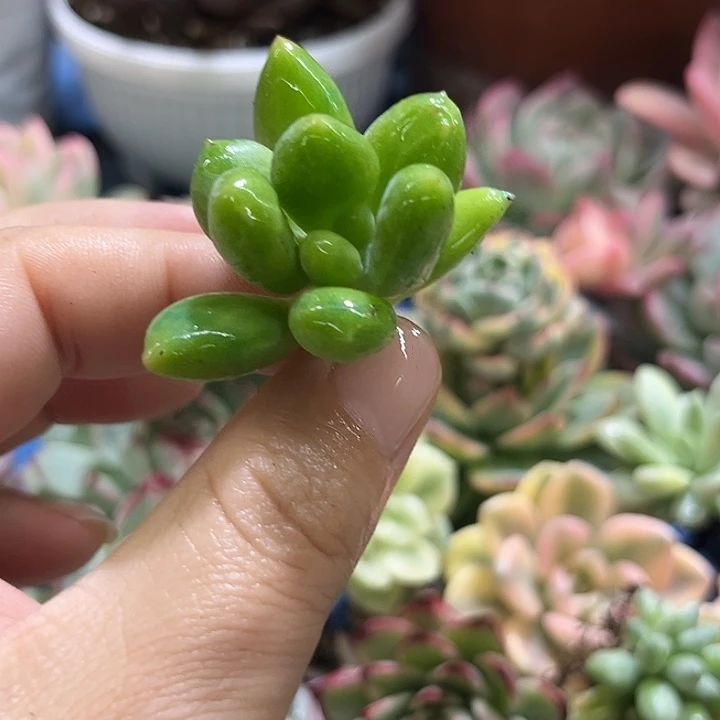 12芒果美人锦无根多肉